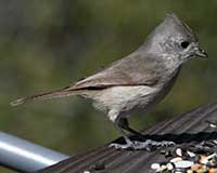 Oak titmouse