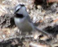 Mountain chickadee