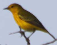 Yellow warbler