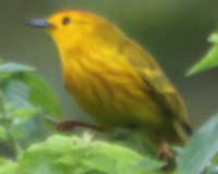 Yellow warbler