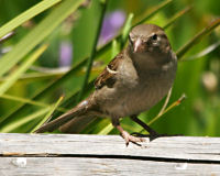 House sparrow