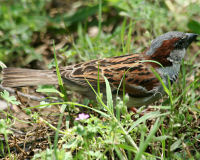 House sparrow