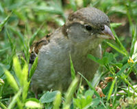 House sparrow