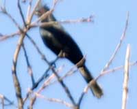 Phainopepla