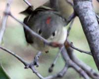 Ruby-crowned kinglet