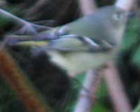 Ruby-crowned kinglet