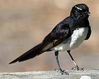 Willie wagtail