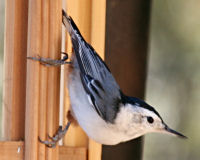 White-breasted nuthatch