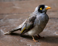 Common myna