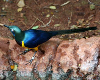 Golden-breasted starling