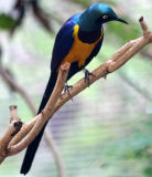 Golden-breasted starling