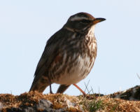 Redwing