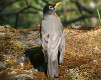 American robin