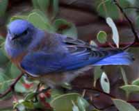 Western bluebird