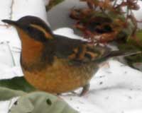 Varied thrush