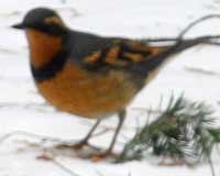 Varied thrush