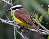 Great kiskadee