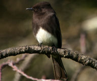 Black phoebe