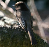 Black phoebe