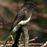 Black phoebe