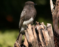 Black phoebe