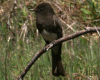 Black phoebe