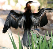 African darter