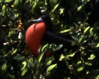 Magnificent frigatebird