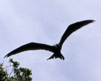 Magnificent frigatebird