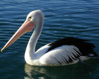 Australian pelican