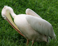 White pelican