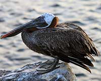 Brown pelican