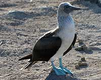 Blue-footed booby