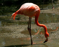 American flamingo