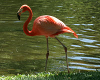 American flamingo