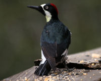 Acorn woodpecker