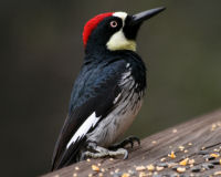 Acorn woodpecker