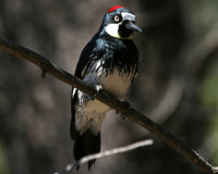 Acorn woodpecker