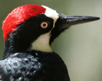 Acorn woodpecker