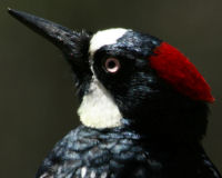 Acorn woodpecker