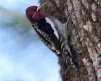 Red-breasted sapsucker