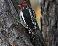 Red-breasted sapsucker