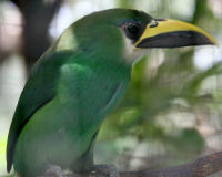 Emerald toucanet