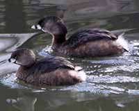 Pied-billed grebe