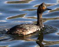 Eared grebe