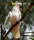 Sulphur-crested cockatoo