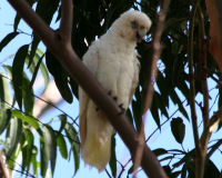 Little corella