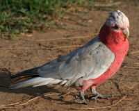 Galah