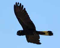 Yellow-tailed black cockatoo