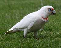 Long-billed corella